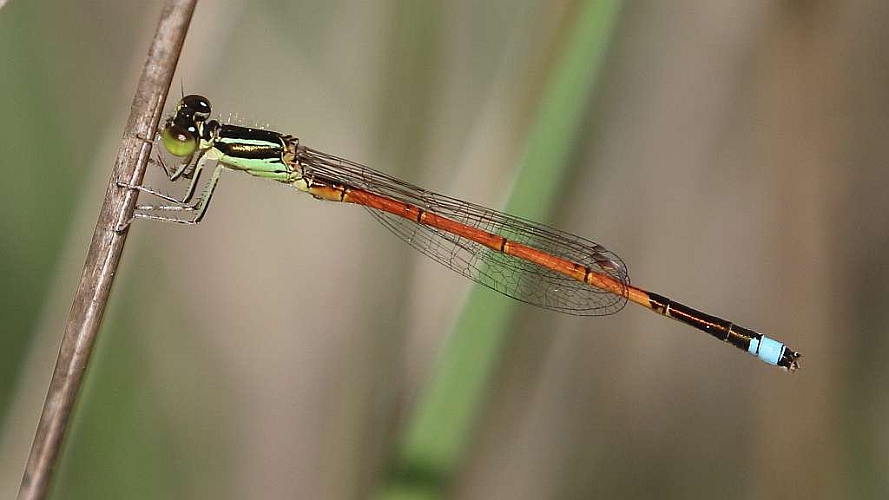 J17_3633 Ischnura aurora.JPG